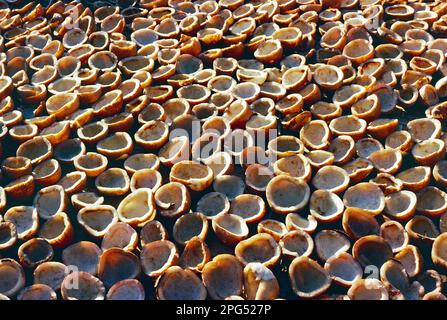 India. Kerala. Thiruvananthapuram. Noci di cocco che asciugano al sole. Foto Stock