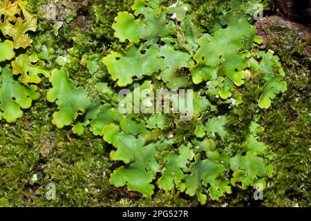 La Ricasolia amplissima è una delle più raree della famiglia Lobariaceae lichen, essendo principalmente confinata in boschi oceanici indisturbati. Foto Stock