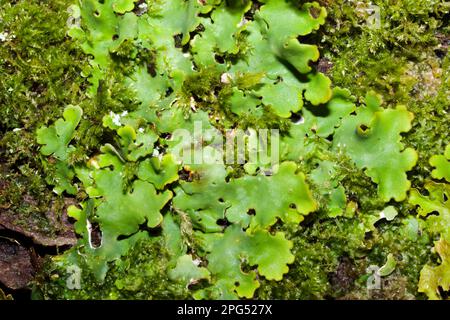 La Ricasolia amplissima è una delle più raree della famiglia Lobariaceae lichen, essendo principalmente confinata in boschi oceanici indisturbati. Foto Stock