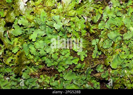 La Ricasolia amplissima è una delle più raree della famiglia Lobariaceae lichen, essendo principalmente confinata in boschi oceanici indisturbati. Foto Stock