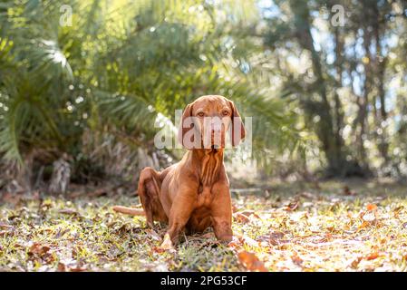 Bellissimo ritratto ungherese del cane vizsla. Cane di razza fuori sotto il sole. Foto Stock