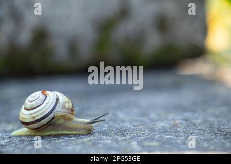 lumaca che striscia su asfalto al mattino Foto Stock