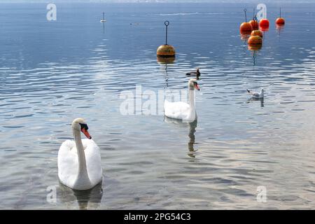 Due cigni, gabbiani e anatre nuotano in un lago Foto Stock