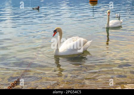 Due cigni, gabbiani e anatre nuotano in un lago Foto Stock