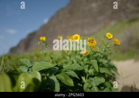 Fiore giallo con ape a Polihale Beach a Kauai Foto Stock
