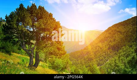 Alba in belle montagne coperte di foresta. Foto Stock