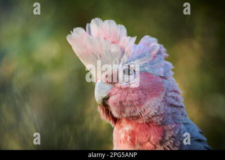 Il Galah, conosciuto anche con il suo nome scientifico Eolophus roseicapilla, è un uccello colorato e socievole originario dell'Australia. Foto Stock
