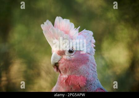 Primo piano di un Galah o Eolophus roseicapilla, fotografato nel tardo pomeriggio in una luce naturale soffusa. Foto Stock