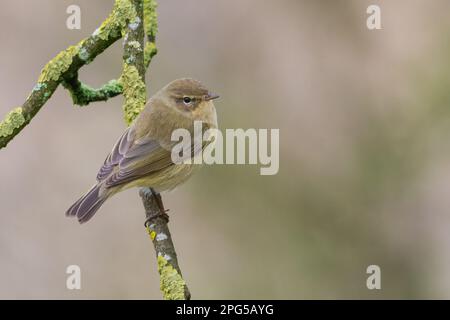 Chiffchaff (Phylloscopus collybita) presso la RSPB Loch Leven Nature Reserve, Perth and Kinross, Scotland, UK. Foto Stock