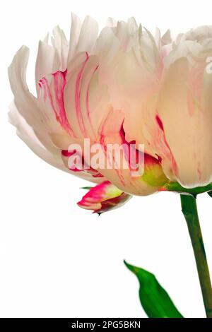 Un'immagine da studio di grande importanza (sfondo bianco) di una peonia rosa/bianca pallida marmorizzata con lampone: Paeonia Lactiflora Candy Stripe, un bel fiore Foto Stock