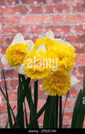 Primo piano del gruppo di Narcissus Full House in primavera. Full House è una divisione gialla e bianca 4 doppio daffodil che è un perenne deciduo Foto Stock