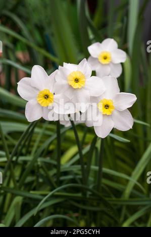 Primo piano del gruppo di Narciso Segovia in primavera. Un piccolo narciso imbottito di colore bianco e giallo divisione 3 e un resistente al gelo perenne deciduo Foto Stock