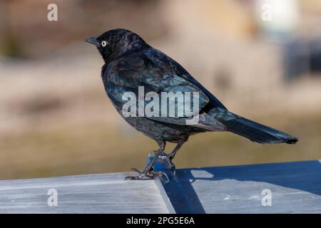 Un Bird Brewer's seduto su una recinzione. L'uccello è rivolto in parte lontano e lo sfondo è sfocato. L'uccello è nero e blu brillante con un bianco Foto Stock