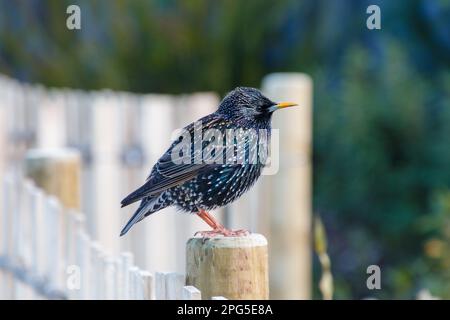 Un Bird Brewer's seduto su una recinzione. L'uccello è rivolto in parte lontano e lo sfondo è sfocato. L'uccello è nero e blu brillante con un bianco Foto Stock