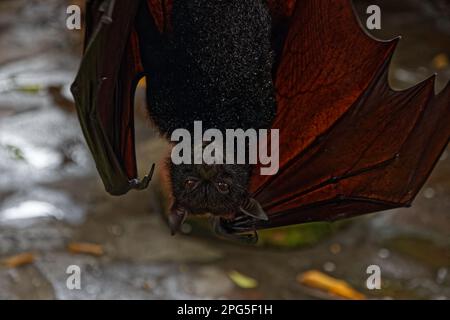 Un gigantesco pipistrello da frutta, noto anche come volpe, appeso a Bali, Indonesia Foto Stock