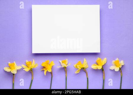 Bellissimi narciso e carta rettangolare bianca su sfondo a colori Foto Stock