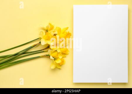 Bellissimi narciso e carta rettangolare bianca su sfondo a colori Foto Stock