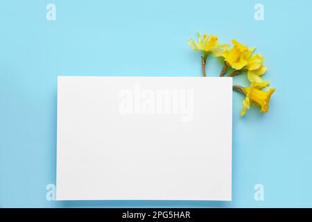 Bellissimi narciso e carta rettangolare bianca su sfondo a colori Foto Stock