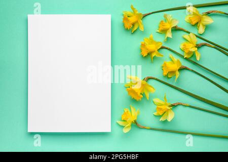 Bellissimi narciso e carta rettangolare bianca su sfondo a colori Foto Stock