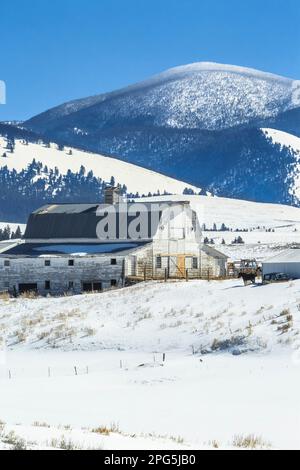 vecchio fienile sotto la montagna del nevada in inverno vicino a helmville, montana Foto Stock