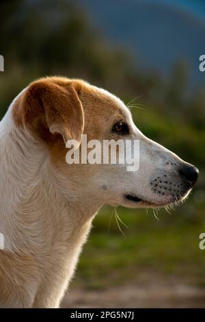 Un ritratto di piccolo e bel cane con i colori marrone e bianco. Foto Stock