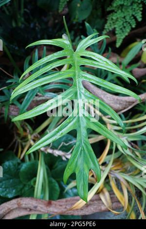 Bella foglia verde di Philodendron elegans, una rara pianta tropicale Foto Stock