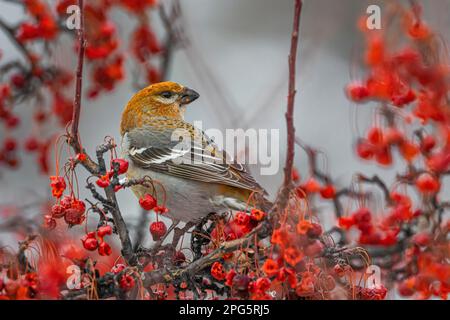 Pine Grosbeak, Pinicola enucleator, femmina o giovane di primo anno che si nutre di bacche di ananas a Marquette, Upper Peninsula, Michigan, USA Foto Stock