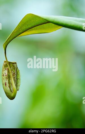 Primo piano di una pianta di Ampullaria Nepenthes con bel bokeh verde Foto Stock