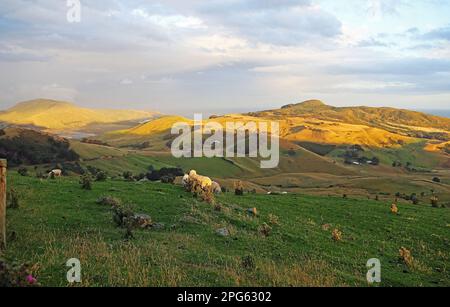 Tramonto su Harington Point - Nuova Zelanda Foto Stock