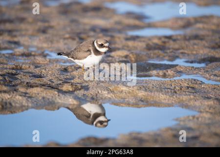 Ananellato Plover (Charadrius hiaticula), riflesso in acqua mentre foraging sulla spiaggia del Mar Baltico, Vorpommersche Boddenlandschaft National Park Foto Stock