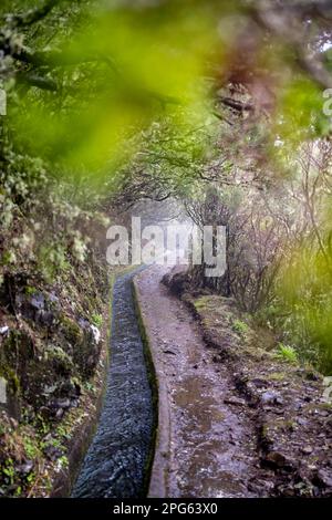 Canale d'acqua, sul sentiero escursionistico a Levada do Alecrim, Rabacal, Paul da Serra, Madeira, Portogallo Foto Stock