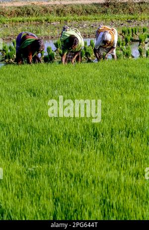 Tirando fuori e impacchettando il riso, giovani pianta di Paddy in Tamil Nadu, India del Sud, India, Asia Foto Stock