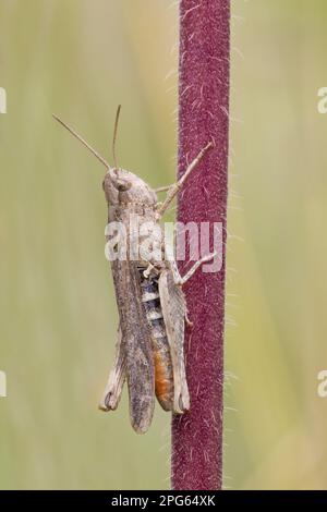 Grasshopper verde comune (Omocestus viridulus), Grasshopper variegato, Grasshopper, Grasshopper, altri animali, Insetti, animali, campo Foto Stock