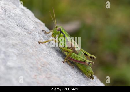 Cavalletta alpina, cavallette verdi di montagna (Miramella alpina), altri animali, insetti, animali, cavallette di campo, Montagna verde Foto Stock