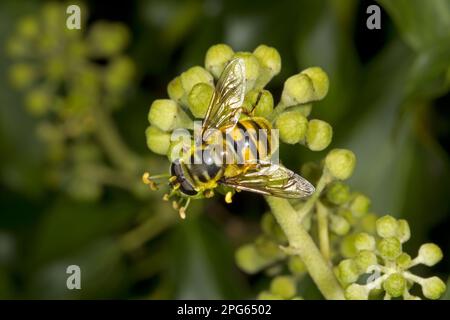 Dead Head Hoverfly (Myathropa florea) femmina adulta, nutrita di fiori d'edera, Norfolk, Inghilterra, Regno Unito Foto Stock