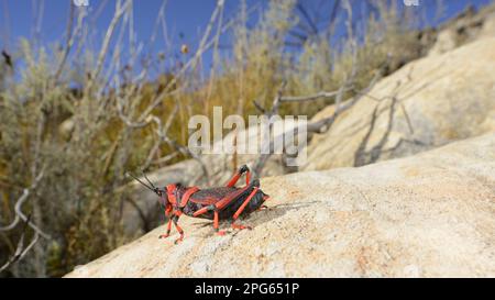 Koppie schiuma Grasshopper (Dictyophorus spumans) adulto, riposante sulla roccia, Sudafrica Foto Stock