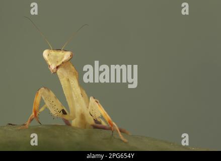 Animali, altri animali, insetti, mantide (Mantidae), Mantide a braccio largo (Cilnia homeralis) adulto, riposante su foglia (prigioniero) Foto Stock