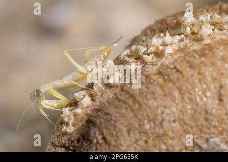 La ninfa di Mantis di preghiera europea (Mantis religiosa), retroilluminata sulle foglie, Spagna settentrionale Foto Stock