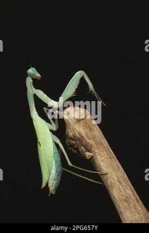 Gigantesca Mantide asiatica (Hierodula membranacea) (Mantidae), gigantesca Mantide indiana, gigantesca Mantide indiana, animali, altri animali, Insetti, Mantide, Gigante Foto Stock