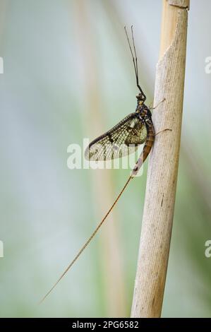 Mayfly comune, Mayfly marrone, mayflies marrone (Ephemera vulgata), mayflies marrone, altri animali, insetti, animali, Dark Mayfly Spinner maschio adulto Foto Stock