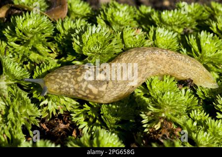 Yellow Slug (Limax flavus) adulto, scivolando sopra la vegetazione del terreno in giardino, Belvedere, Bexley, Kent, Inghilterra, Regno Unito Foto Stock