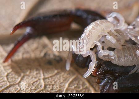 Altri animali, ragni, aracnidi, animali, Scorpioni, Scorpion (Euscorpius sp.) Donna adulta con giovane sul dorso, Italia Foto Stock