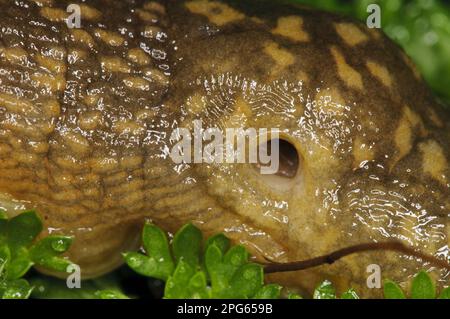 Gialle Slug (Limax flavus) adulto, primo piano di manto e pneumostomo (buca di respirazione), strisciare sulla vegetazione in giardino, Belvedere, Bexley, Kent Foto Stock