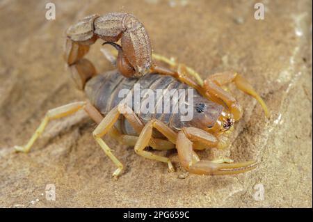 Altri animali, ragni, aracnidi, animali, Scorpioni, Scorpione giallo a coda spessa (Parabuthus mossambicensis) adulto, su roccia, Regione di Karoo, Sud Foto Stock