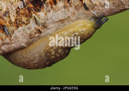 Yellow Slug (Limax flavus) adulto, che striscia sul ramo di betulla durante la pioggia in giardino, Belvedere, Bexley, Kent, Inghilterra, Regno Unito Foto Stock