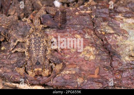 Altri animali, ragni, aracnidi, animali, Scorpioni, Devil Scorpion (Tytius silvestris) adulto, mimetinato sulla corteccia, Los Amigos Biological Station Foto Stock