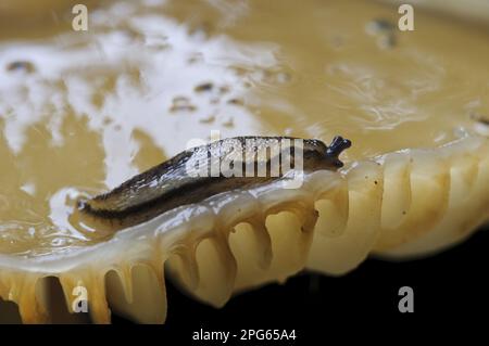 Dusky Slug (Arion subfuscus) adulto, su Porcellane Fungus (Oudemansiella mucida) corpo fruttifero, Clumber Park, Nottinghamshire, Inghilterra, Regno Unito Foto Stock