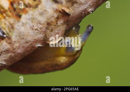 Yellow Slug (Limax flavus) adulto, che striscia sul ramo di betulla durante la pioggia in giardino, Belvedere, Bexley, Kent, Inghilterra, Regno Unito Foto Stock