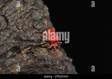 Acari di velluto, acari di velluto, altri animali, animali, aracnidi, Mite di velluto rosso (Eutrombidium rostratus) adulto, camminando sulla corteccia, Oxfordshire, Inghilterra Foto Stock