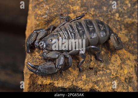 Altri animali, ragni, aracnidi, animali, Scorpioni, Scorpione sudafricano (Opisthacanthus validus) adulto, su roccia, Drakensberg, Sudafrica Foto Stock